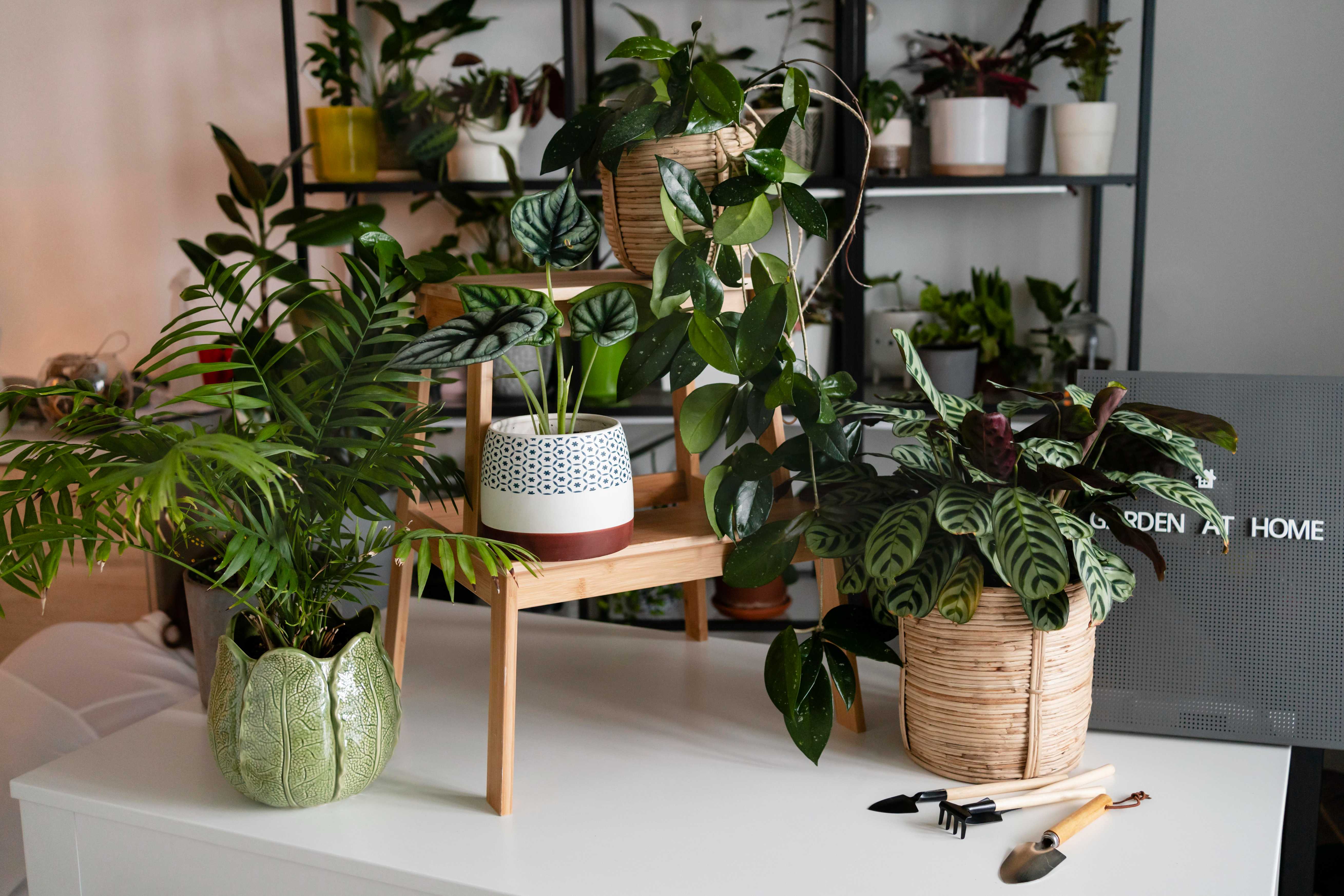 Plants.com: Bring Life to Your Space with Natural Beauty and Green Style